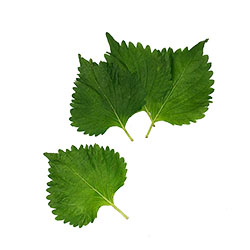 Oba leaf