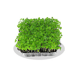 Micro Basil with root