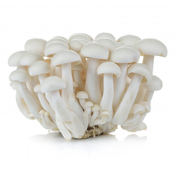	Chimaji Mushroom (white)